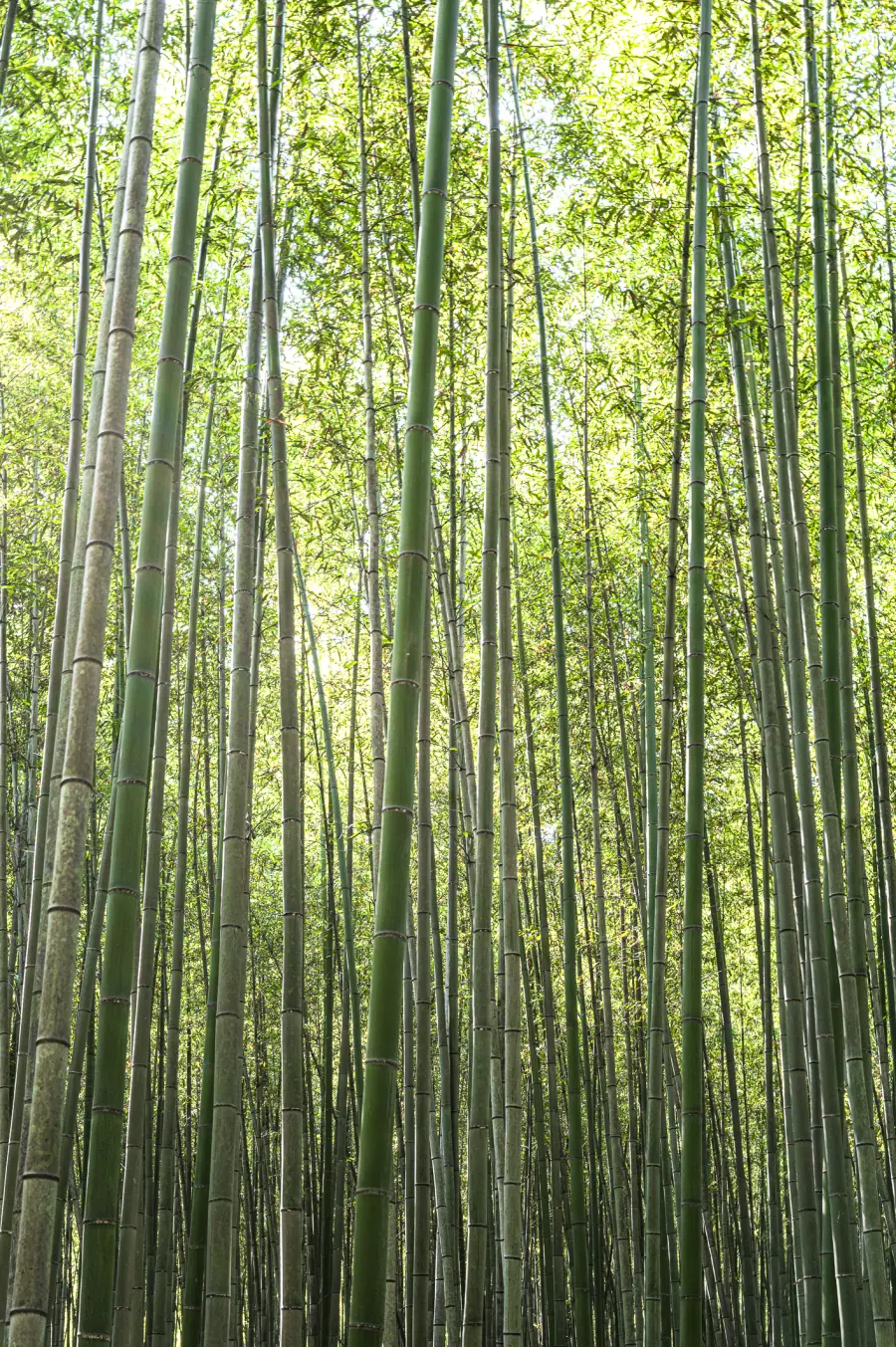 Towering green stalks of the Arashiyama bamboo grove in western Kyoto
