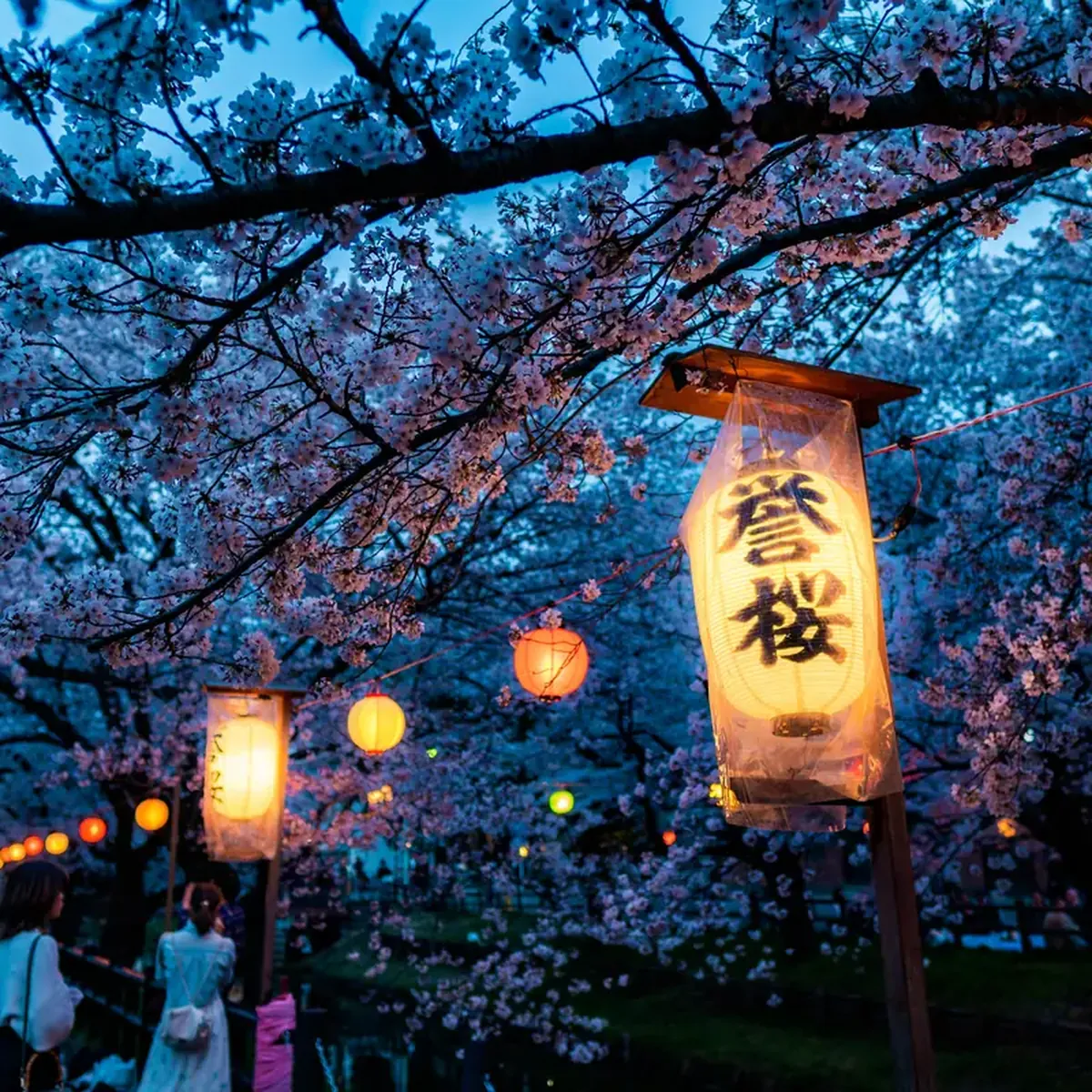 Paper lanterns glowing beneath cherry blossoms at an evening hanami in Japan