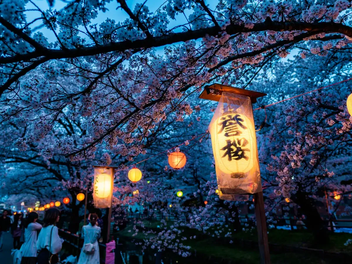 Paper lanterns glowing beneath cherry blossoms at an evening hanami in Japan