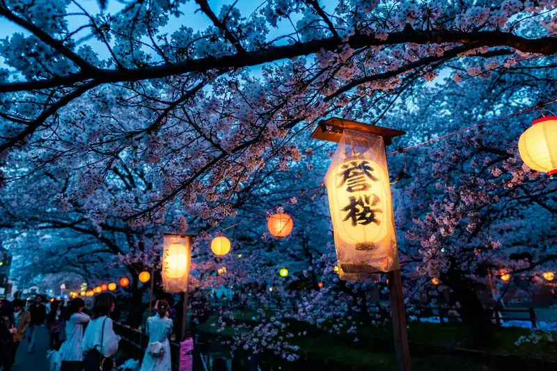 Paper lanterns glowing beneath cherry blossoms at an evening hanami in Japan