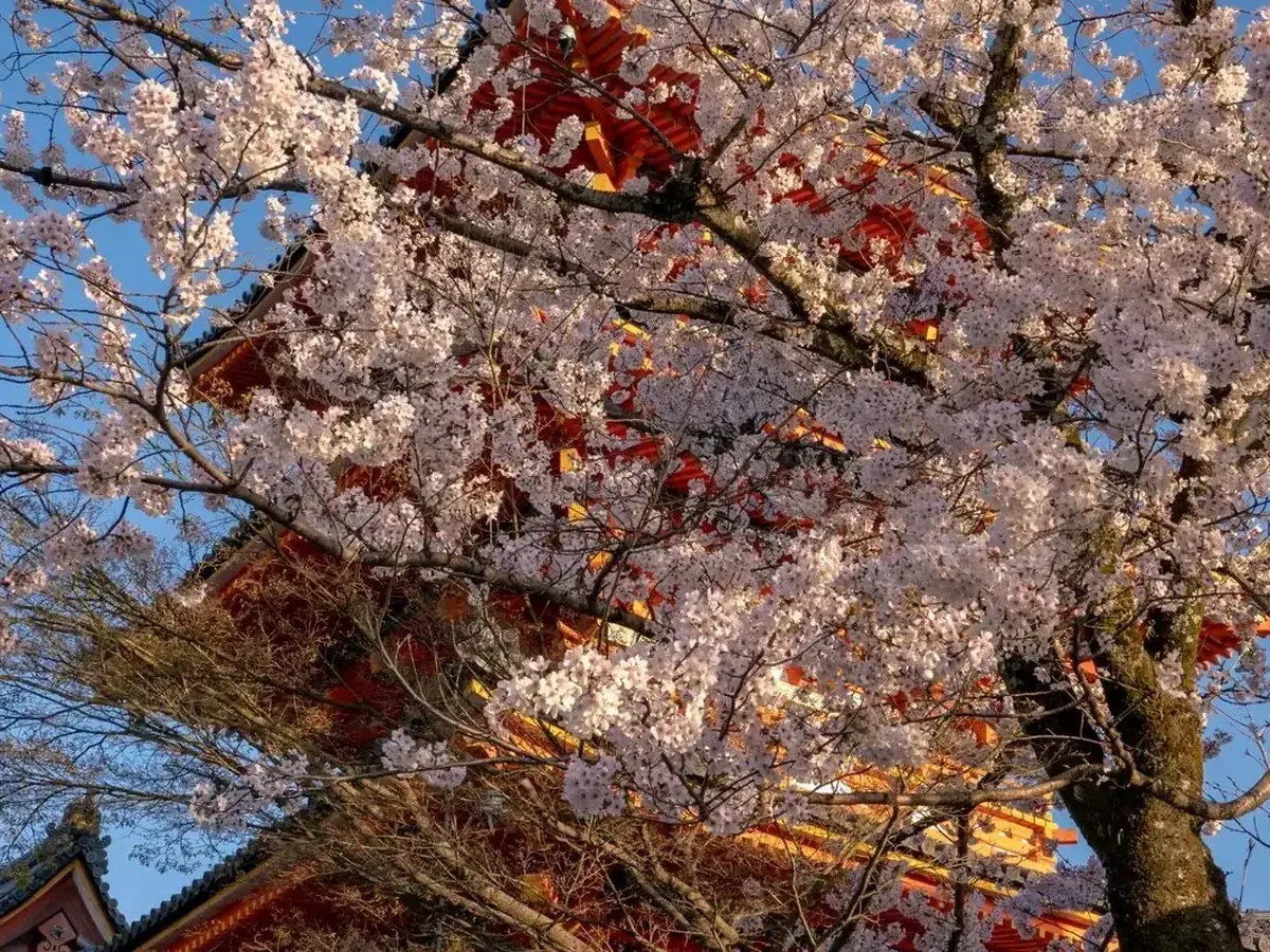 Cherry blossoms framing a Kyoto temple in spring — Japan's most sought-after travel season