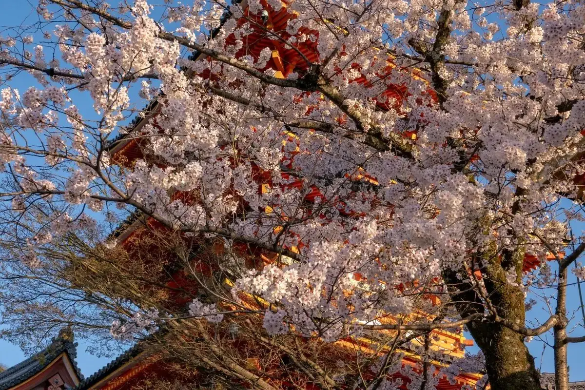 Cherry blossoms in full bloom at a traditional Kyoto temple during spring in Japan