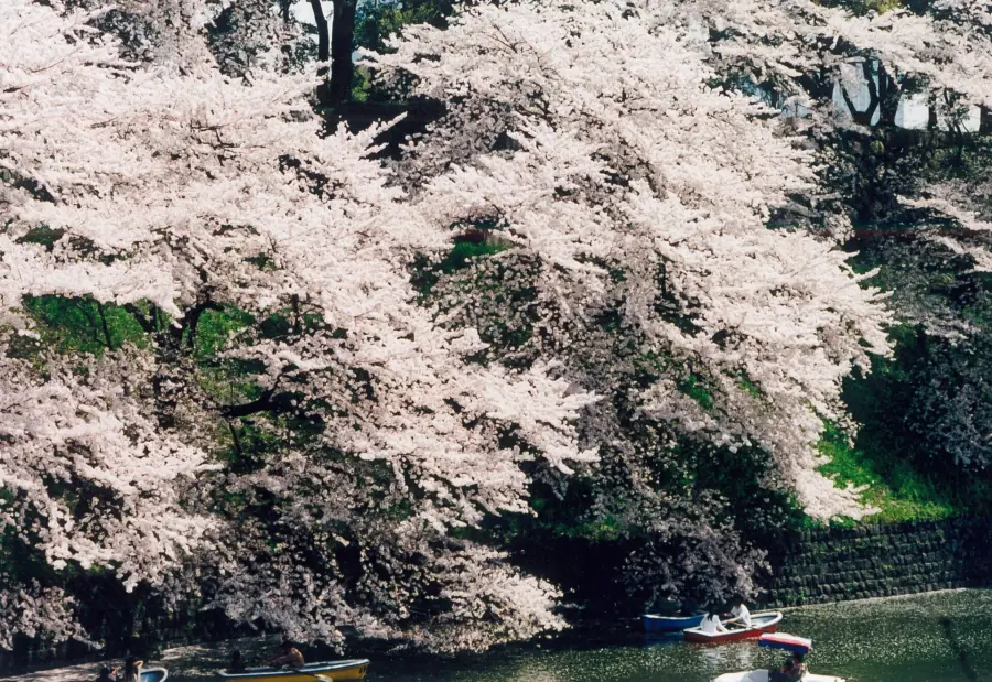 Cherry trees in full bloom overhanging the Chidorigafuchi moat in Tokyo, with rowboats on the water