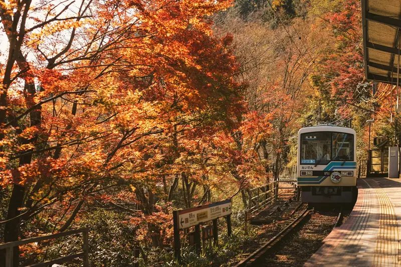 Autumn maple foliage framing an Eizan Railway train at a Kyoto mountain station during koyo season