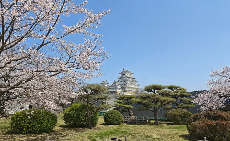 The white keep of Himeji Castle rising above cherry trees in full bloom under a blue sky