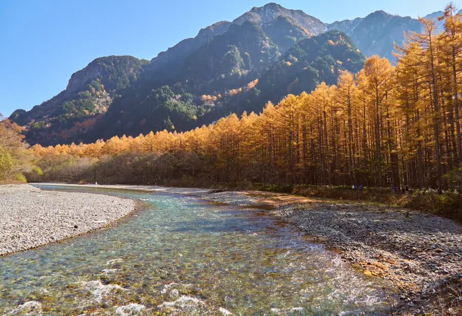 Golden larches along the Azusa River at Kamikochi in the Japan Alps