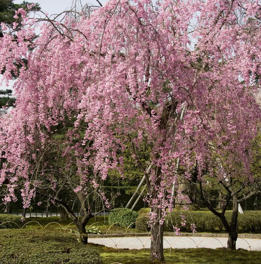Weeping cherry trees in full pink bloom in Kenrokuen Garden, Kanazawa
