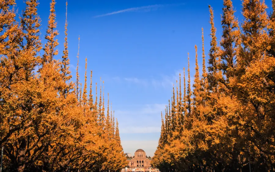 Rows of golden ginkgo trees lining the Icho Namiki avenue at Meiji Jingu Gaien, Tokyo