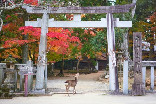 A wild deer beneath the stone torii of Tamukeyama Hachiman Shrine in Nara