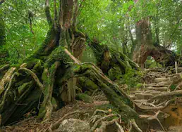 Mystical Yakushima forest with ancient cedar trees and moss-covered landscape